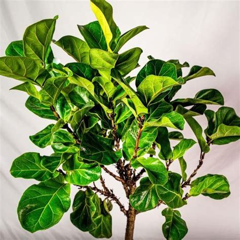 Bambino Fiddle Leaf Fig Tree Fiddle Leaf Fig Tree Fig Tree Plant