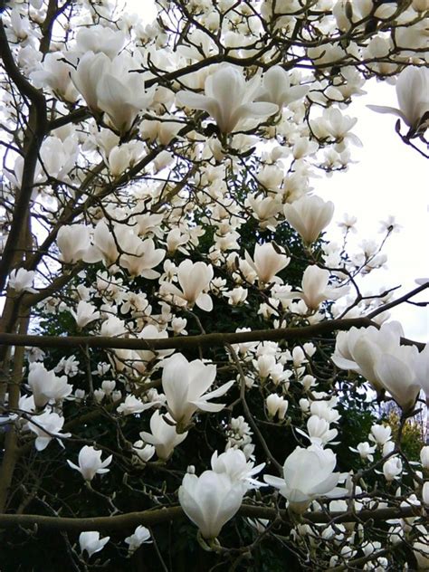 Magnolie düngen So wird Ihr Magnolienbaum prächtig im Frühling blühen