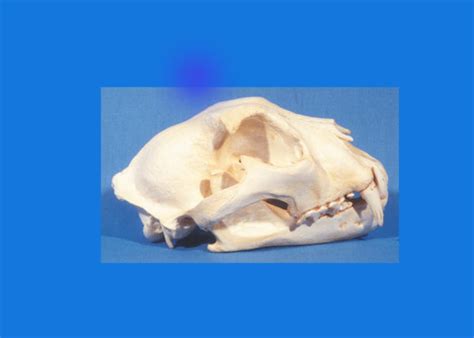 Snow Leopard Skull Replica - SkeletonsAndSkullsSuperstore