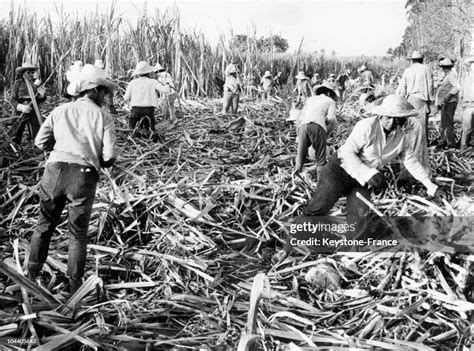 Cuban Women Harvesting Sugar Cane In A Plantation In Cuba News Photo