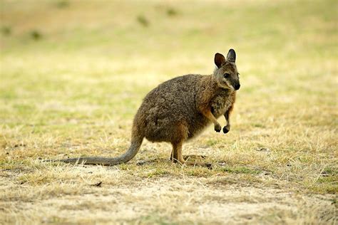 Adult-Wallabies-1024×683 – EcoLincNZ