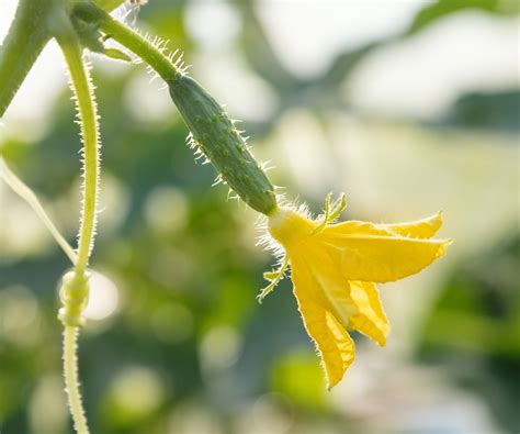 When to fertilize cucumbers: expert tips for how to feed | Homes and