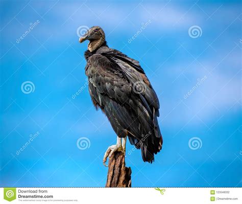 Black Vulture Perched With Blue Sky Background Stock Photo Image Of