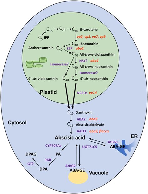 Abscisic Acid Dynamics Signaling And Functions In Plants Chen 2020 Journal Of