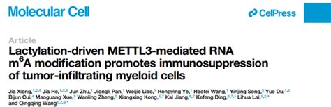 Mol Cell 浙大医学院王青青来利华丁克峰团队揭示乳酸化调控rna M⁶a修饰促进肿瘤的免疫抑制 知乎