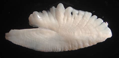 Onaga Fish Otolith Age Honolulu Civil Beat