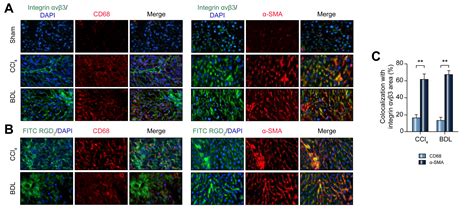 18F Alfatide PET imaging of integrin αvβ3 for the non invasive