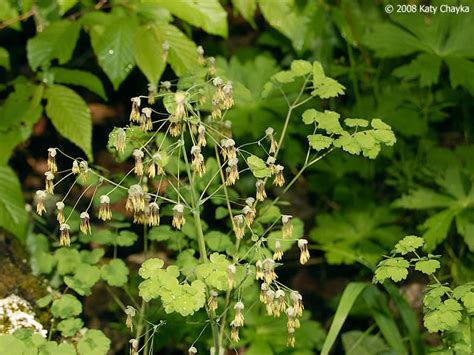 Meadow Rue Plant Varieties