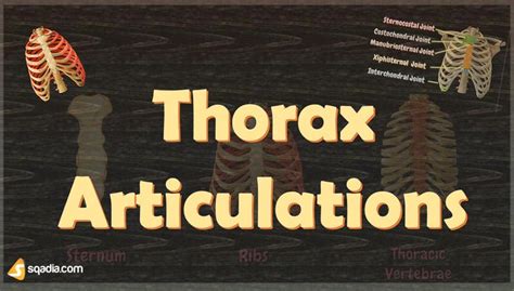 Thorax Articulations