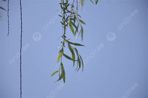 Spring Willow Branches Swaying In The Wind Background Blue Sky And White Clouds Willow Willow