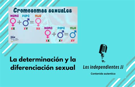 La Determinación Y La Diferenciación Sexual Los Independientes Jj