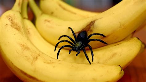 Can A Spider Live In A Banana Banana Poster