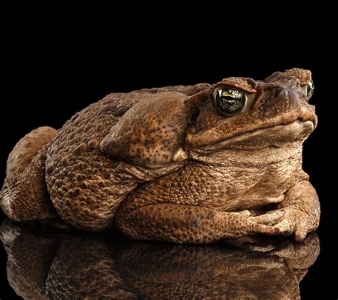 New Lure Deal May Curb Spread Of Cane Toads Institute For Molecular