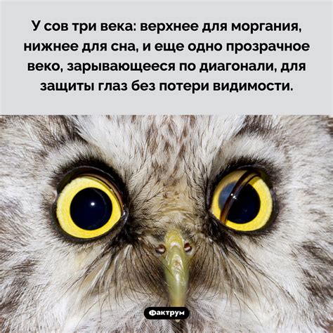 У сов три века