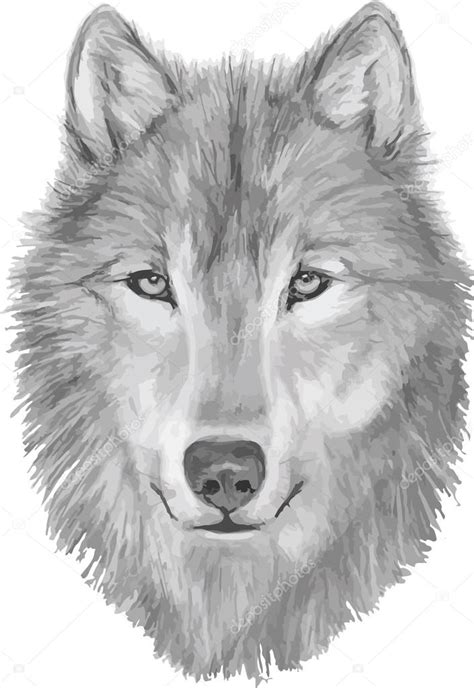 Wolf mão desenhada ilusão lobo desenho rosto de lobo esboço de lobo