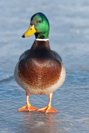 Stockente Ente Wasservogel Kostenloses Foto Auf Pixabay Duck