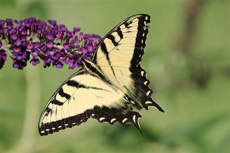 Georgia State Butterfly | Eastern Tiger Swallowtail Butterfly