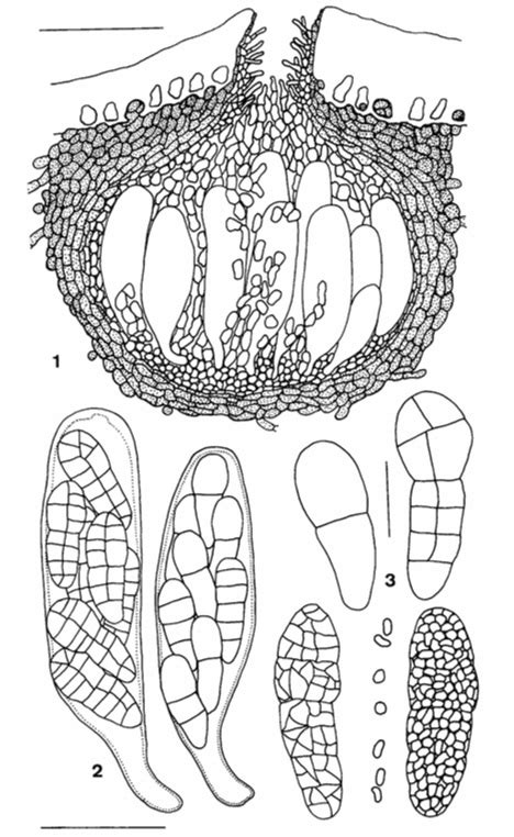 Comminutispora Agavaciensis Facesoffungi Number FoF 11100 Faces Of