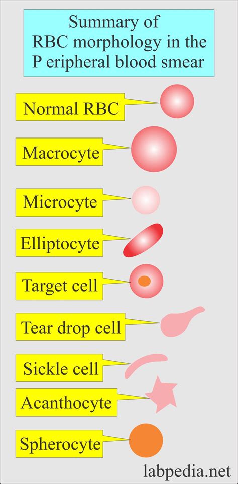 Red Blood Cell (RBC):- Part 2 - Normal Peripheral blood smear, and RBC Morphology - Labpedia.net