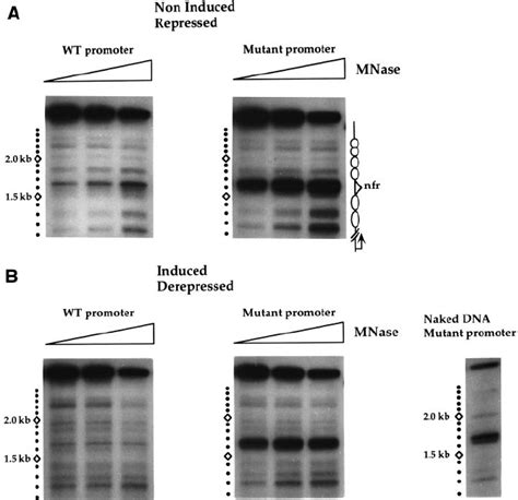 Chromatin Structure Of The Transgenic Promoter Which Drives The LacZ