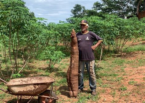 Produtor Rural Colhe Mandioca De Mais De Quilos Em Cidade Da Regi O