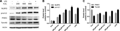 H2o2 Promotes Inflammation And Inhibits Mitophagy In A Dose Dependent