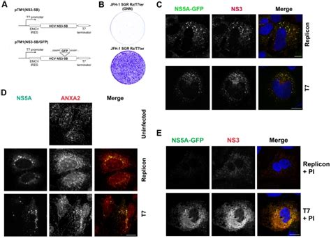 A Constructs Used To Express The Subgenomic NS3 NS5B Polyprotein