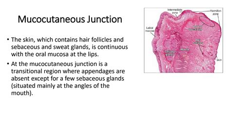 Solution Junctions In The Oral Mucosa Studypool