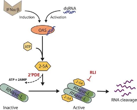 Figure From Pathologic Effects Of Rnase L Dysregulation In Immunity