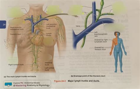 Lymph Trunks And Ducts Diagram Quizlet