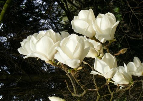 Магнолии : Magnolia Alba Superba - Магнолия Alba Superba