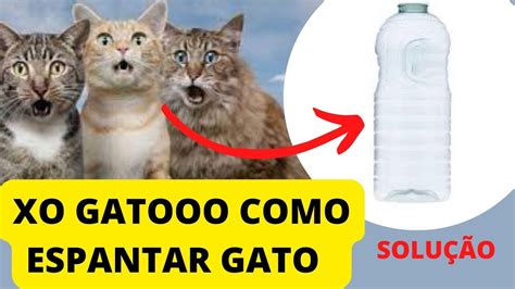 NOVA TÉCNICAS PARA ESPANTAR GATOS DO TELHADO E DA SUA CASA XO GATO