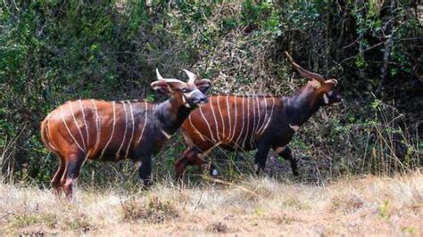 Rewilding Saves Mountain Bongo The East African