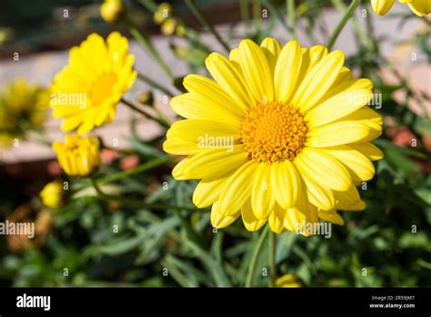 Yellow Marguerite Daisy Argyranthemum Frutescens Flowering Plant On