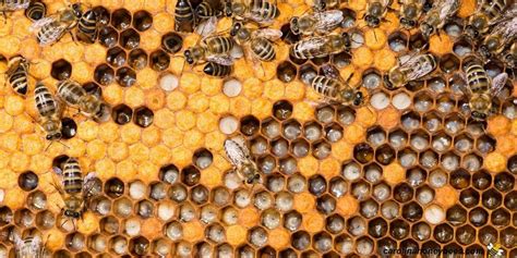 Bee Brood How To Identify Carolina Honeybees