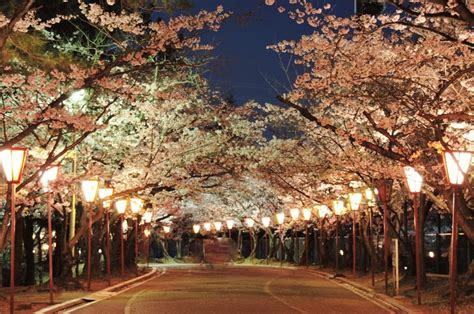 加古川の日岡山公園で桜1000本ライトアップ ぼんぼり300本で照らす 加古川経済新聞