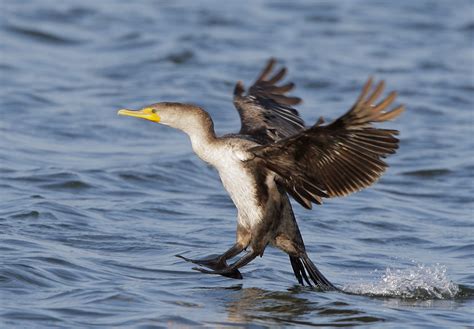 Doublecrestedcormorantp