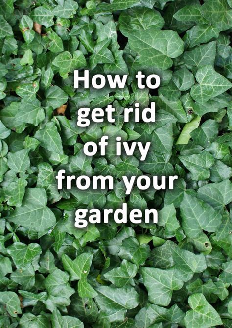 How To Get Rid Of Ivy In The Garden Fasci Garden