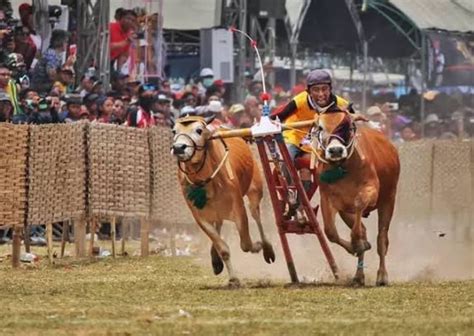 6 Tradisi Suku Madura Yang Tersohor Karaban Sapi Hingga Petir Laut