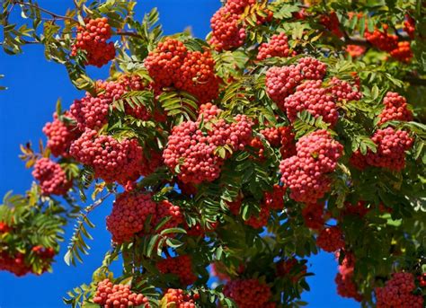 Декоративная рябина (24 фото): сорта низкорослых кустарников. Какая ...