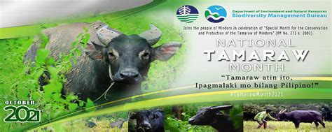 Philippines celebrates National Tamaraw Month 2021 Philippine Clearing ...