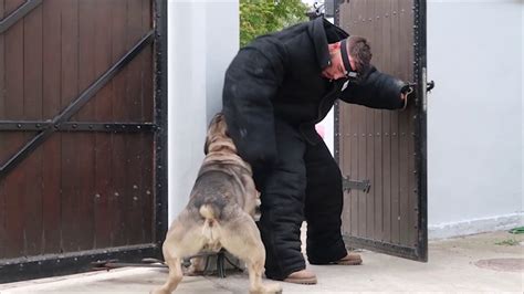 Serbian Defense Dog Documentary Movie On English Youtube