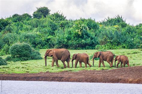 "Herd Of Elephants" by Stocksy Contributor "ACALU Studio" - Stocksy