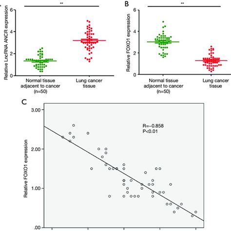 Correlations Between Ancr Lncrna Expression And Clinicopathological