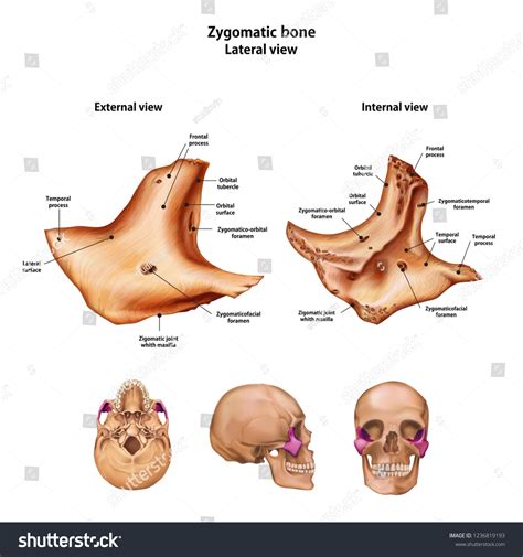 Zygomatic Bone Frontal Process