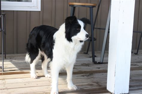 Border Collie Dogs & Collie Puppies For Sale in Ontario, Canada | Asset Kennels