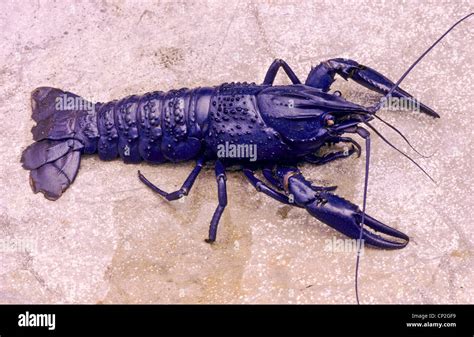 Tasmanian Giant Crayfish