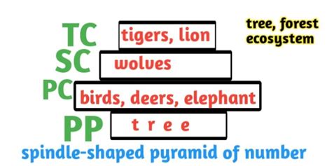 Types and Examples of Ecological Pyramid Definition - Biologysir (2023)