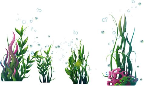 Plantes aquatiques png tube mer océan Aquatic plants