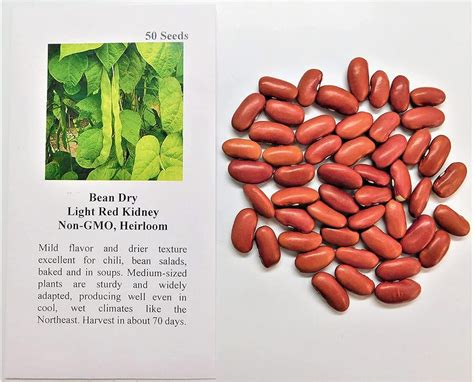 How To Grow Red Kidney Beans The Garden